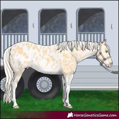 Horse Color:Gold Cream Champagne Tobiano Appaloosa 
