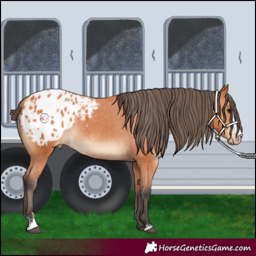 Horse Color:Bay Sabino Appaloosa