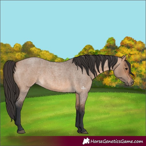 Horse Color:Bay Roan Dun 