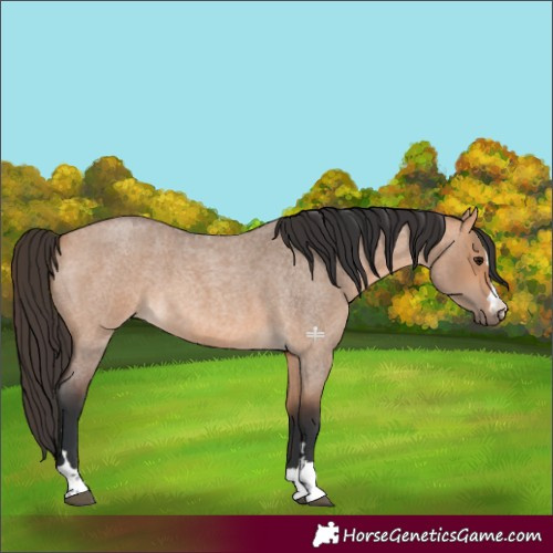 Horse Color:Bay Roan Dun 