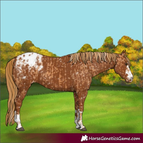 Horse Color:Chestnut Blanket  and Gray Chestnut Blanket 