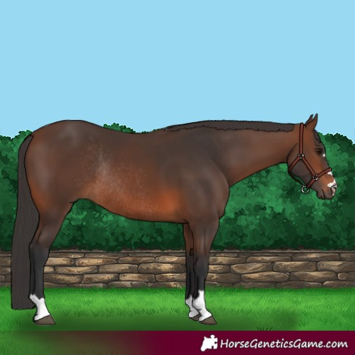 Horse Color:Brown Rabicano