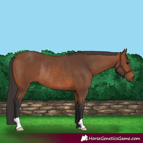 Horse Color:Bay Rabicano