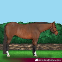 Horse Color:Bay Rabicano 