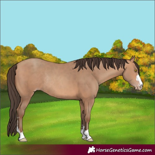 Horse Color:Amber Champagne Rabicano 