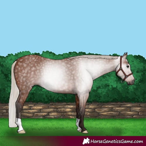 Horse Color:Gray Silver Bay Rabicano