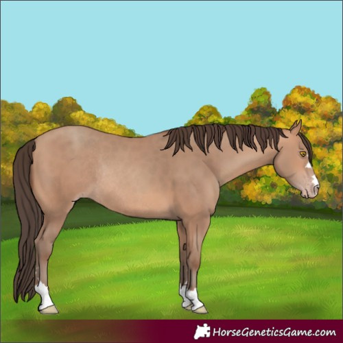 Horse Color:Amber Champagne Rabicano 
