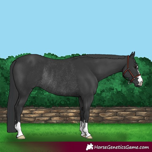 Horse Color:Black Rabicano 