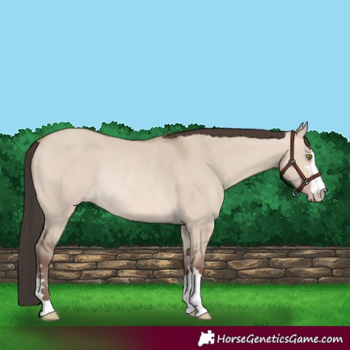 Horse Color:Sable Champagne Dun Rabicano