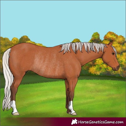 Horse Color:Silver Bay Rabicano 