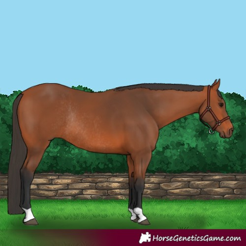 Horse Color:Bay Rabicano 