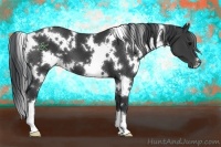 Horse Color:White Spotted Black