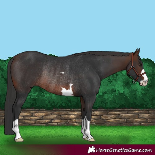 Horse Color:Brown Rabicano 