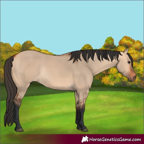Horse Color:Bay Dun Rabicano