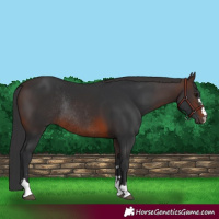 Horse Color:Brown Rabicano 