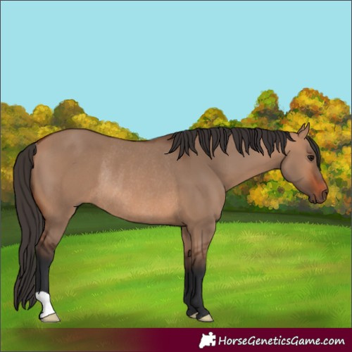 Horse Color:Bay Dun Rabicano