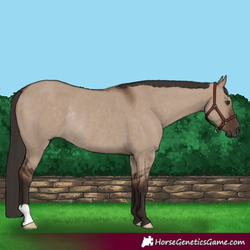 Horse Color:Liver Red Dun Rabicano 