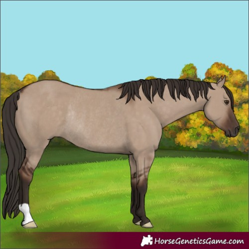 Horse Color:Liver Red Dun Rabicano
