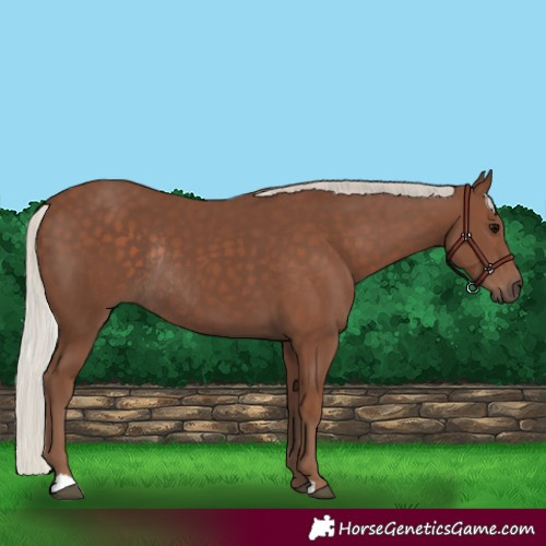 Horse Color:Silver Black Rabicano 