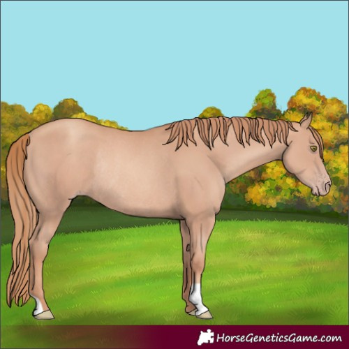 Horse Color:Gold Champagne Rabicano