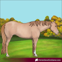 Horse Color:Gold Champagne Rabicano 