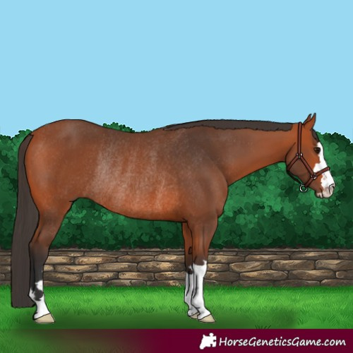Horse Color:Bay Rabicano