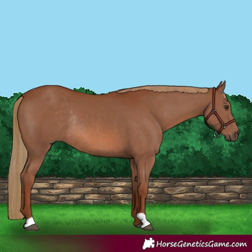 Horse Color:Chestnut Rabicano
