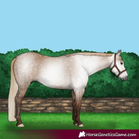 Horse Color:Gray Red Dun Rabicano