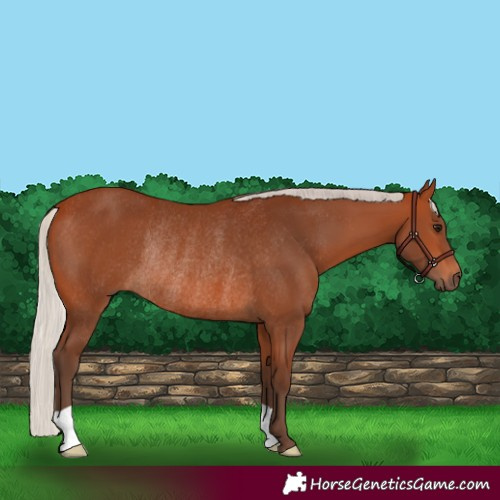 Horse Color:Silver Bay Rabicano