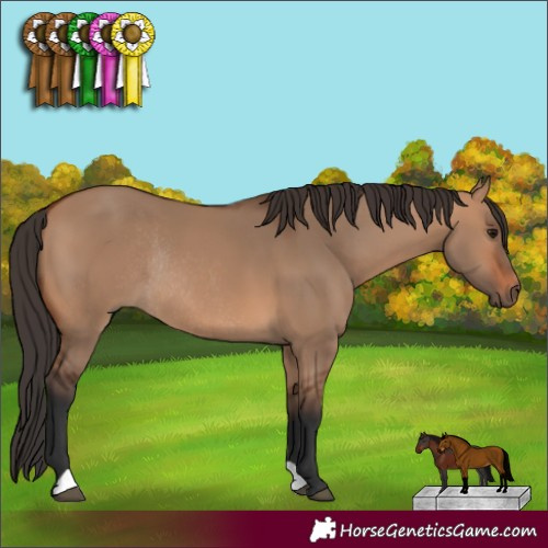 Horse Color:Bay Dun Rabicano 