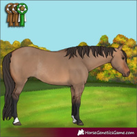 Horse Color:Bay Dun Rabicano