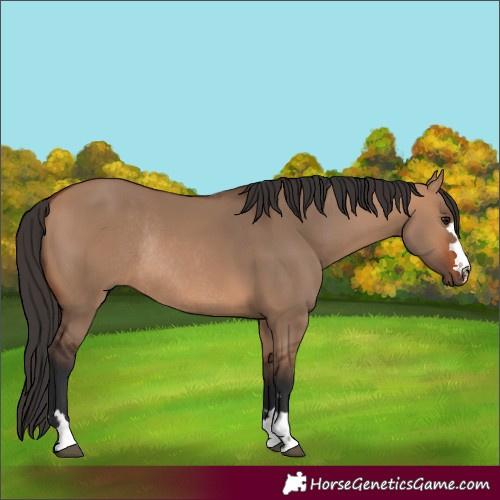 Horse Color:Bay Dun Rabicano 