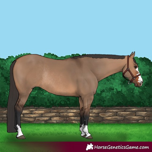 Horse Color:Bay Dun Rabicano