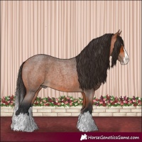 Horse Color:Bay Roan Splash 