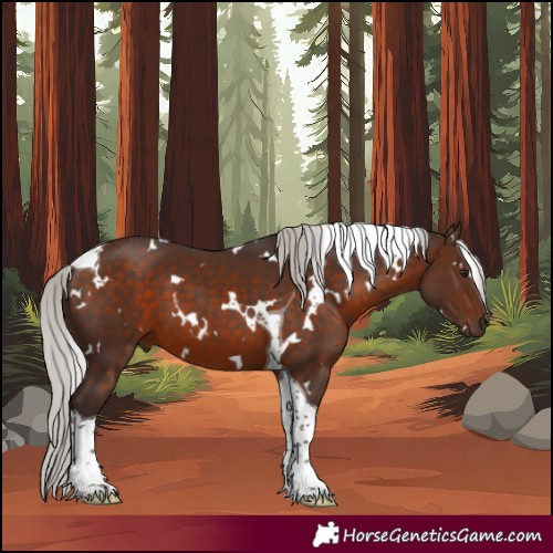 Horse Color:White Spotted Silver Brown Tobiano 