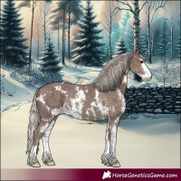 Horse Color:White Spotted Silver Black Sabino Rabicano