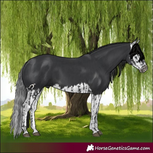 Horse Color:Black  and Black Splash 