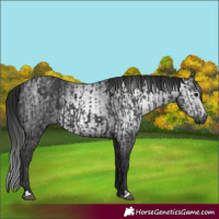 Horse Color:Black  and Gray Black 