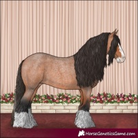 Horse Color:Bay Roan Splash 