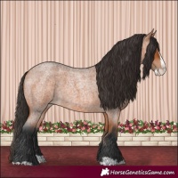 Horse Color:Bay Roan Splash 