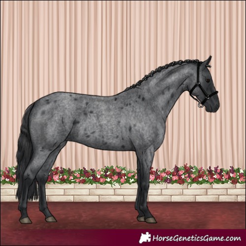 Horse Color:Blue Roan 