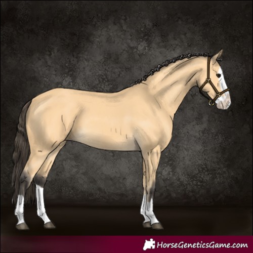 Horse Color:Unknown 