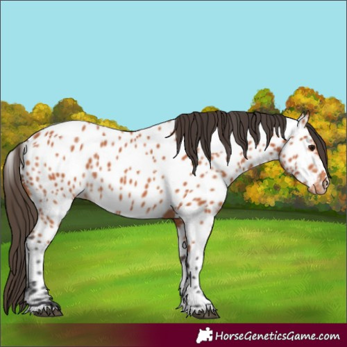 Horse Color:Bay Near Leopard 