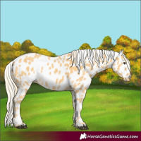 Horse Color:Palomino Leopard 