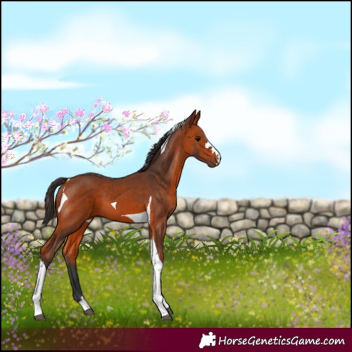 Horse Color:Bay Tobiano 