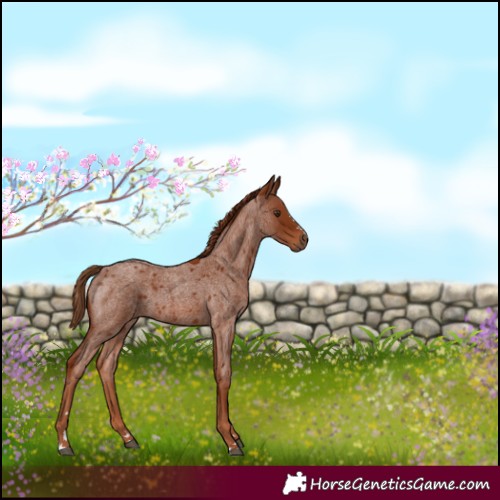 Horse Color:Red Roan