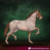Horse Color:Red Roan 