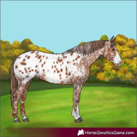 Horse Color:Chestnut Sabino Frame Appaloosa Rabicano 