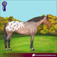 Horse Color:Bay Roan Blanket Rabicano 