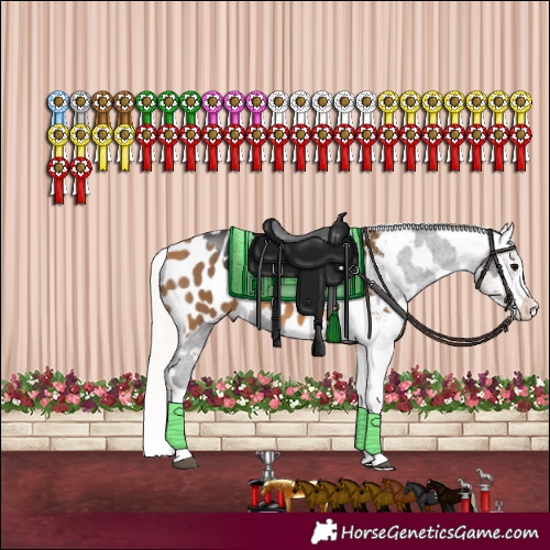 Horse Color:Smoky Black Sabino Appaloosa  and Silver Buckskin Appaloosa 